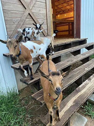 Barkley Farm Bed & Breakfast in Bethel Springs, Tennessee — photo 4